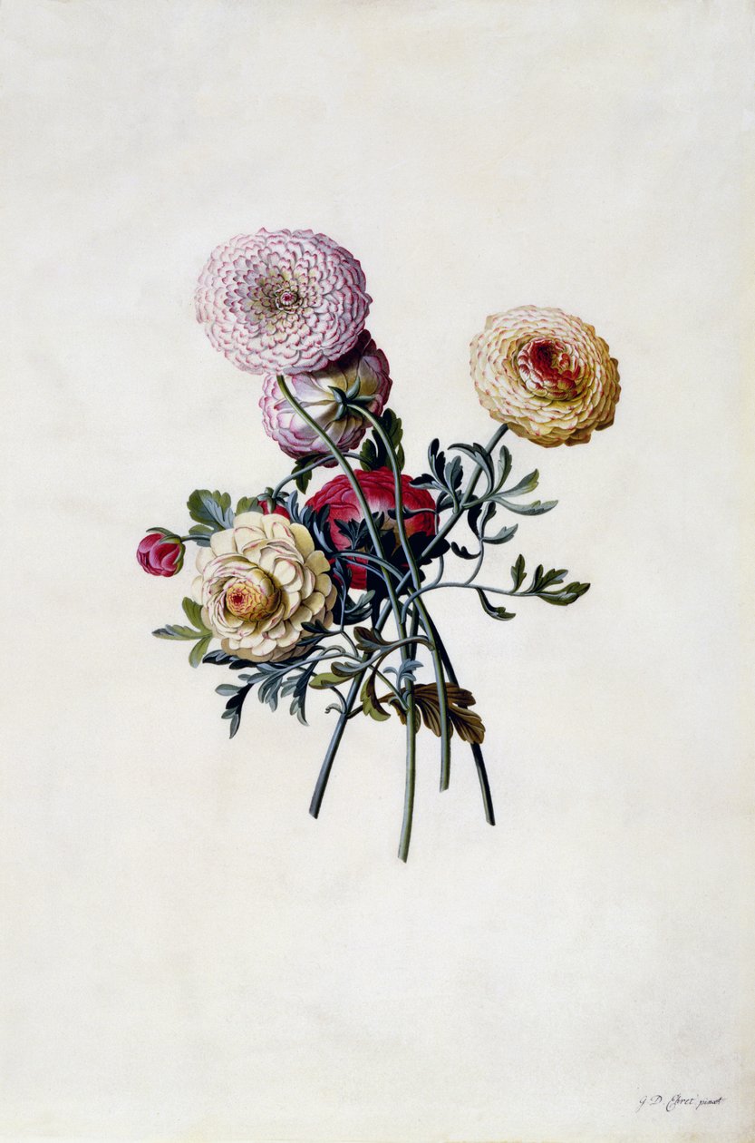 Blandade ranunkler, ca 1743 (handkolorerad gravyr) av Georg Dionysius Ehret
