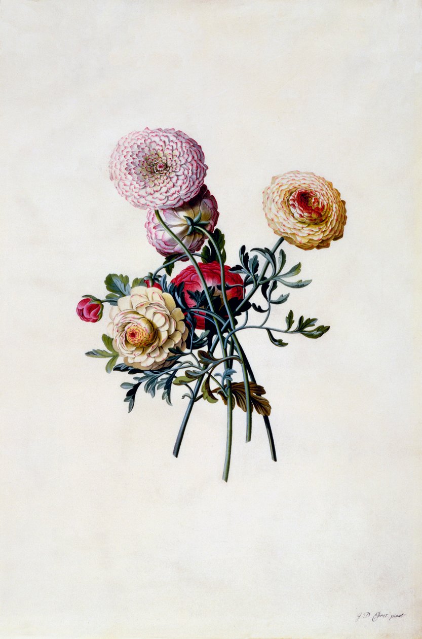Blandade ranunkler, ca. 1743 handfärgad gravyr. av "Georg Dionysius Ehret