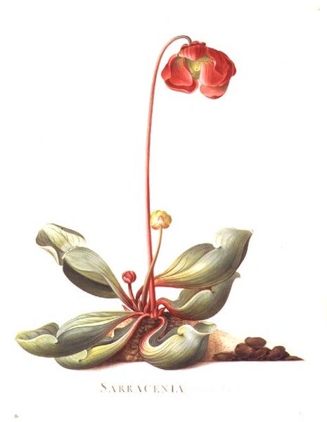 PD.117-1973.f23 Sarracenia purpurea (kannaväxt) 1764 (akvarell & gouache på veläng) av Georg Dionysius Ehret
