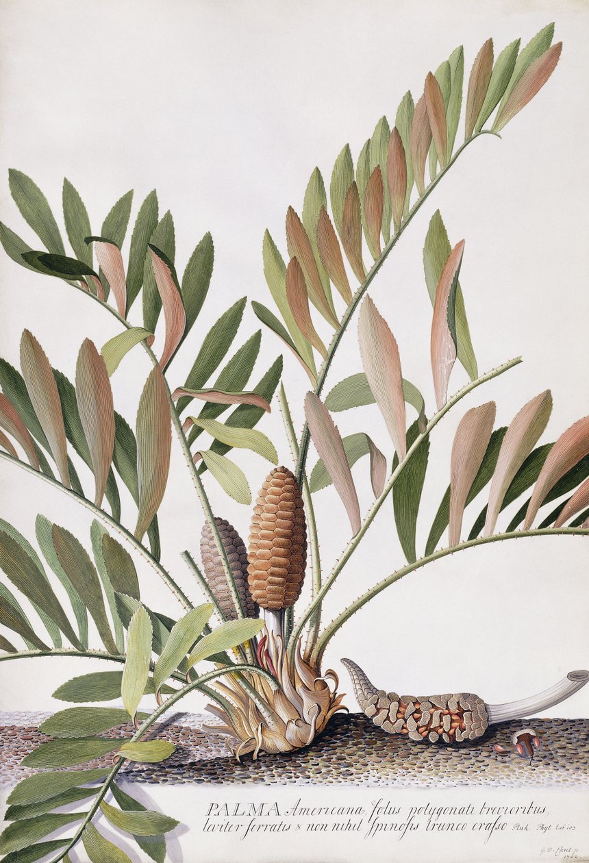 amerikansk palm, av Georg Dionysius Ehret