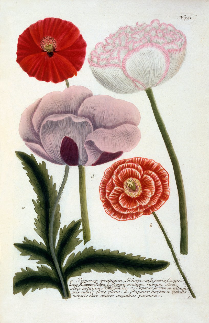 Papaver, 1737 handfärgad gravyr. av "Georg Dionysius Ehret