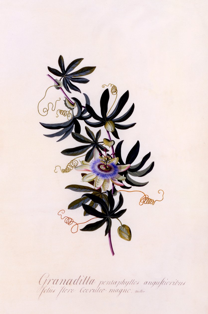 Passiflora Granadilla, ca. 1745 handfärgad gravyr. av "Georg Dionysius Ehret