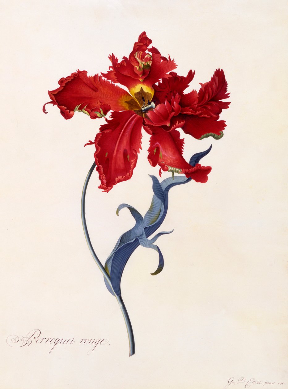 Perroquet Rouge, ca. 1744 handfärgad gravyr. av "Georg Dionysius Ehret