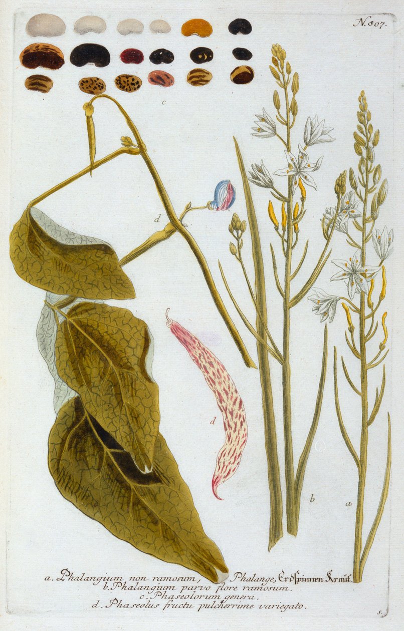 Phalangium, 1737 handfärgad gravyr. av "Georg Dionysius Ehret