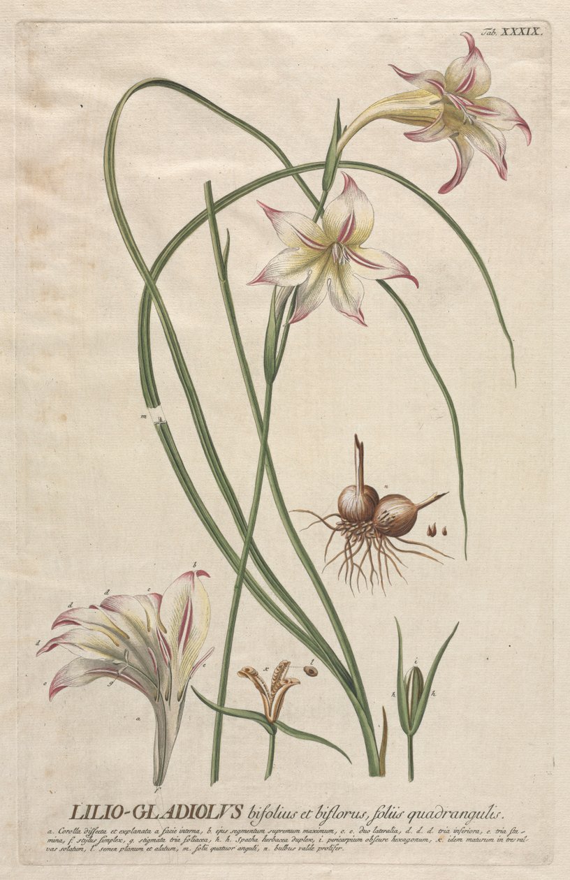 Utvalda växter 39 - Lilio-Gladiolus. av Georg Dionysius Ehret