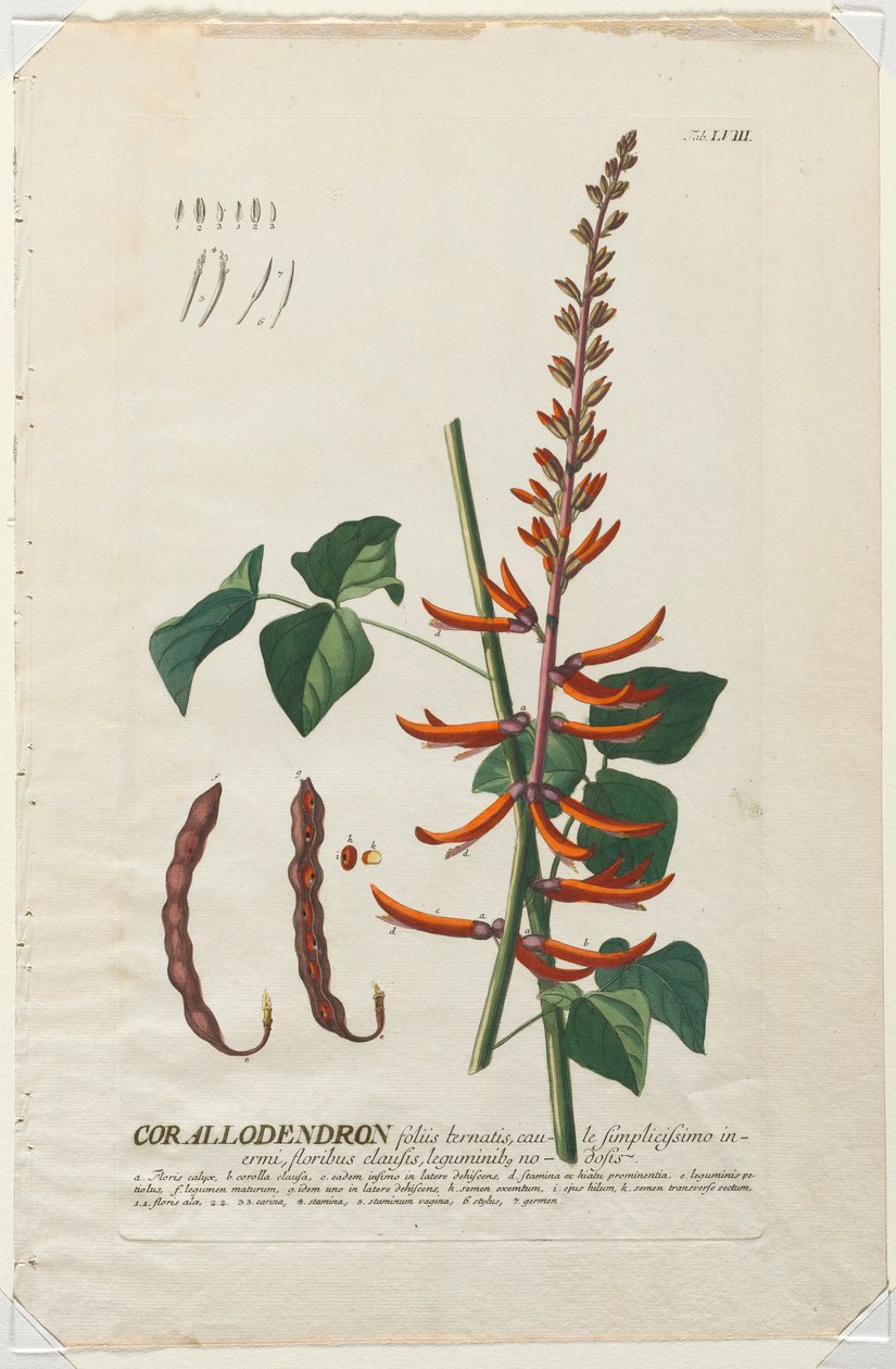 Utvalda växter 58 - Corallodendron. av Georg Dionysius Ehret