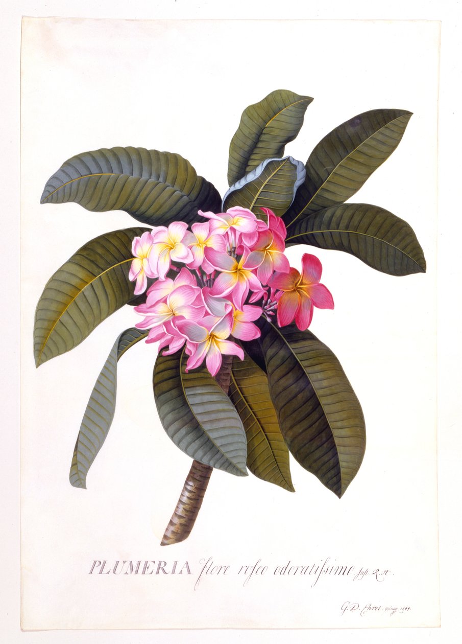 Plumeria, c 1744 handfärgad gravyr. av "Georg Dionysius Ehret