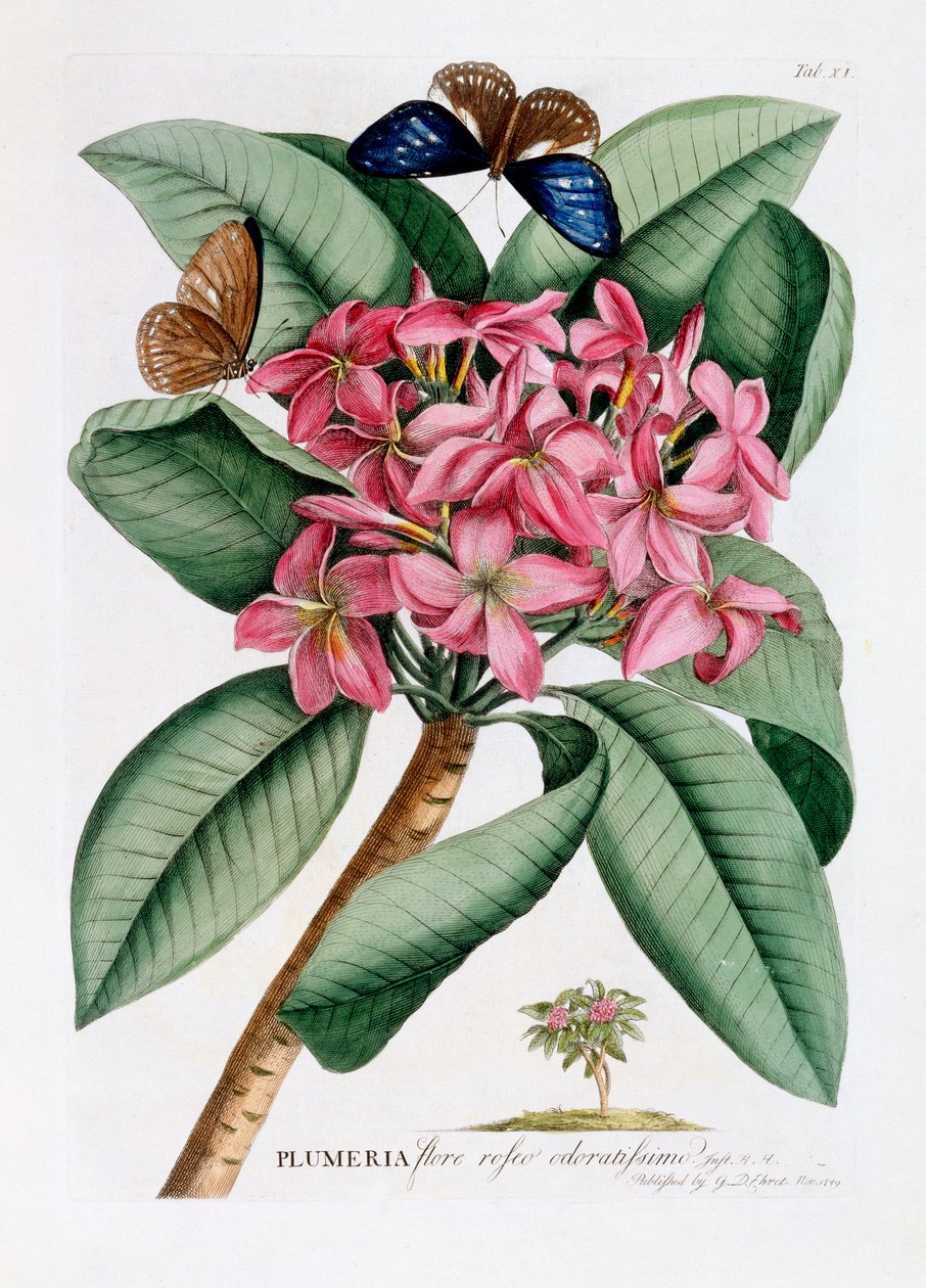 Plumeria, ca. 1749 handfärgad gravyr . av "Georg Dionysius Ehret