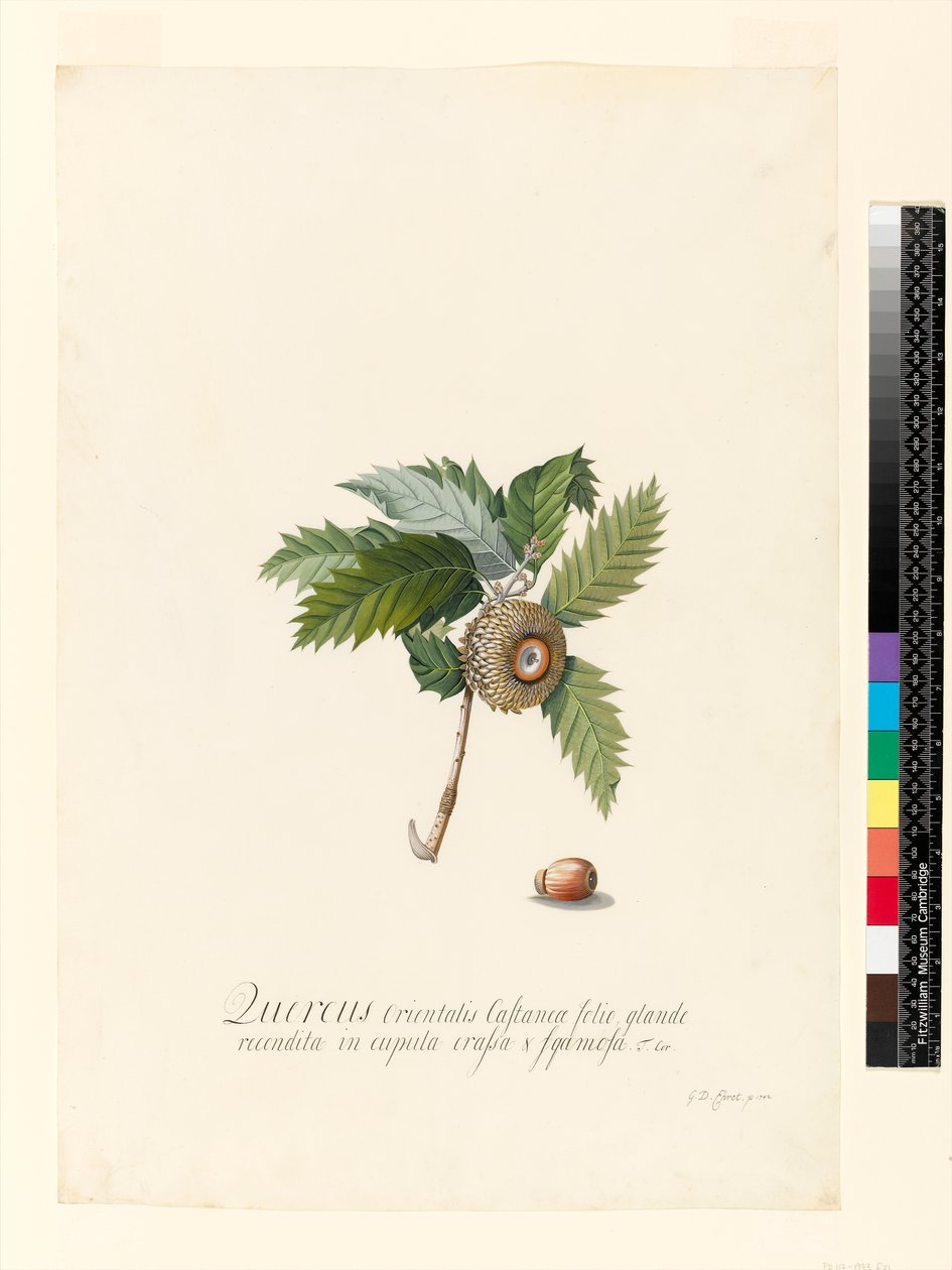 Quercus Orientalis, 1742 (wc och kroppsfärg på veläng) av Georg Dionysius Ehret