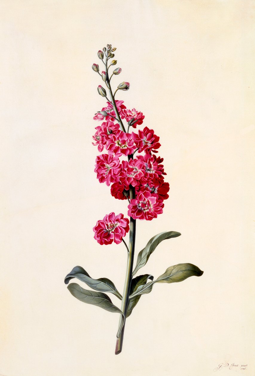 Stock Matthiola Incana, ca. 1746 handfärgad gravyr. av "Georg Dionysius Ehret