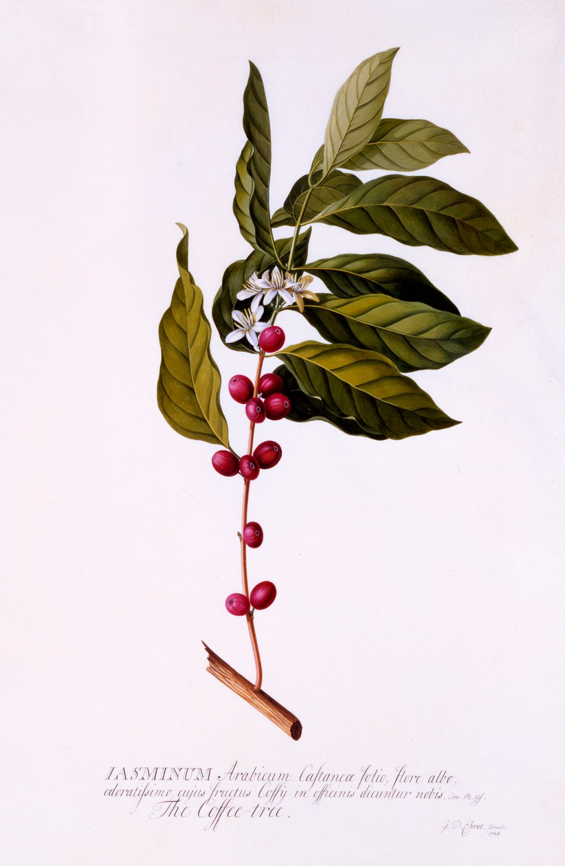 Kaffeträdet, ca. 1743 handfärgad gravyr. av "Georg Dionysius Ehret