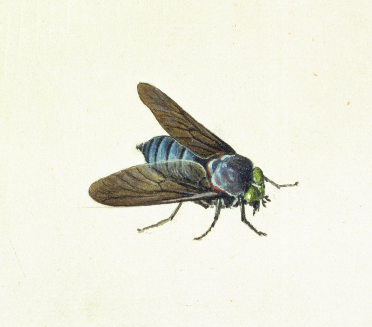 Hästflugan, 1700-talet av Georg Dionysius Ehret