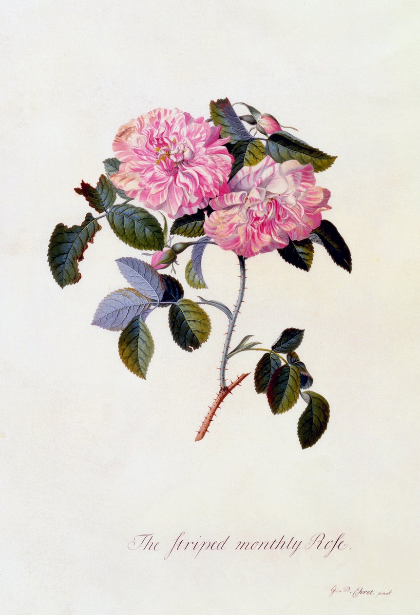 Den randiga månadsrosen, ca. 1745 handfärgad gravyr. av "Georg Dionysius Ehret