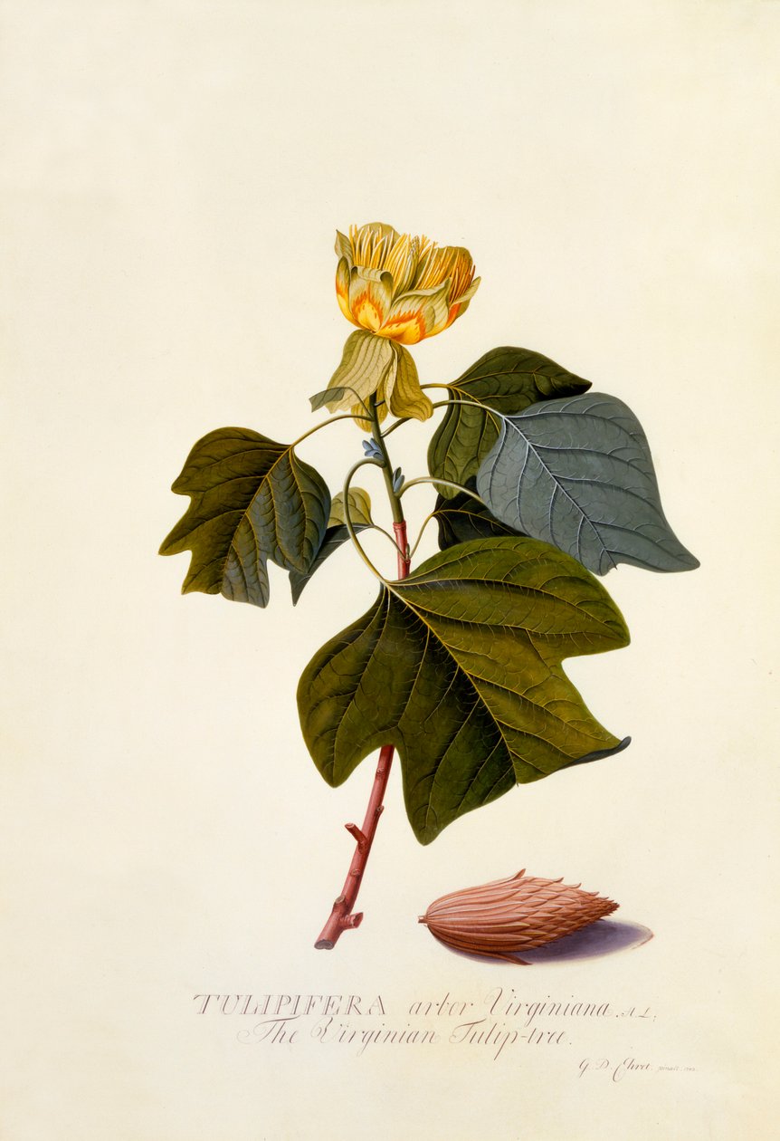 The Virginian Tulip Tree, ca. 1743 handfärgad gravyr. av "Georg Dionysius Ehret