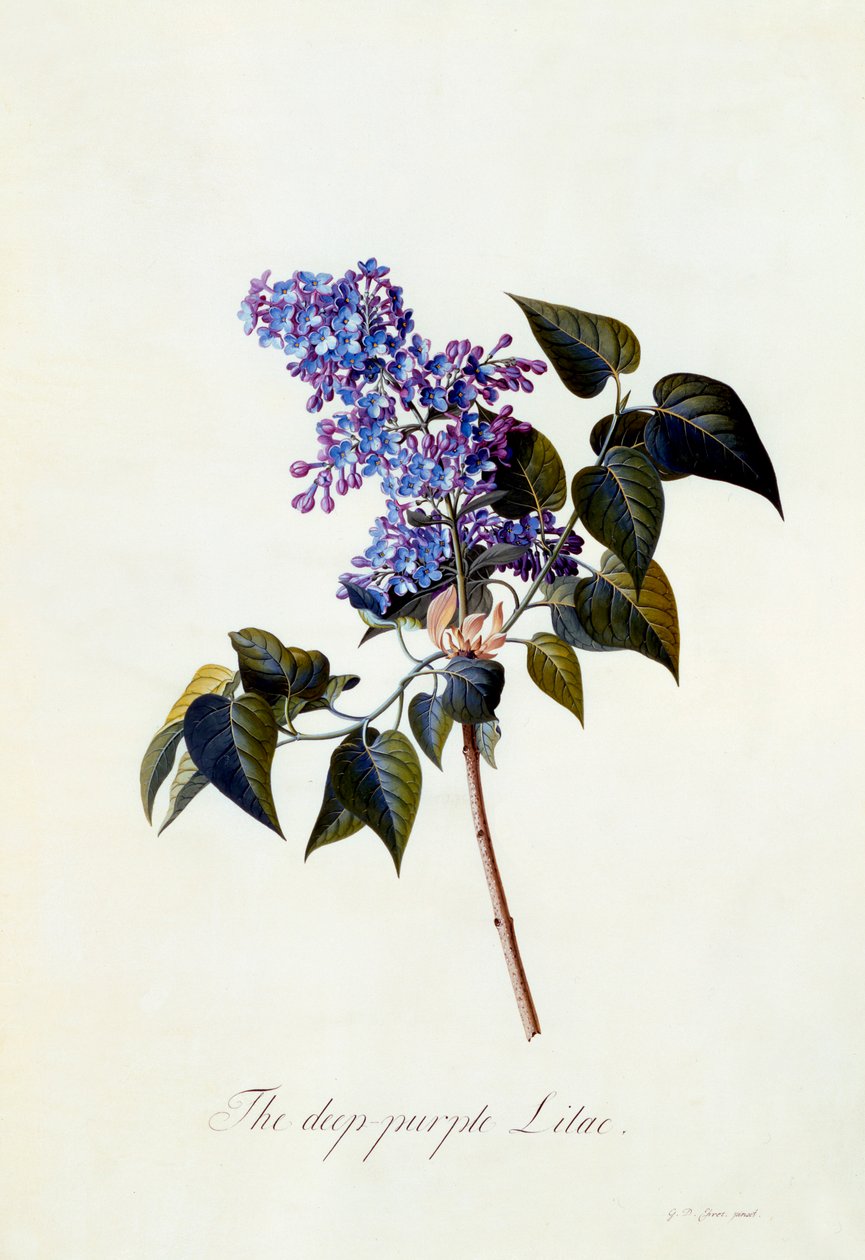 Den djuplila lila. av "Georg Dionysius Ehret