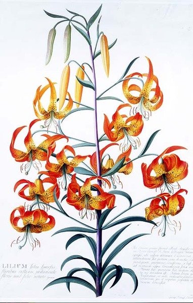TigerLily av Georg Dionysius Ehret