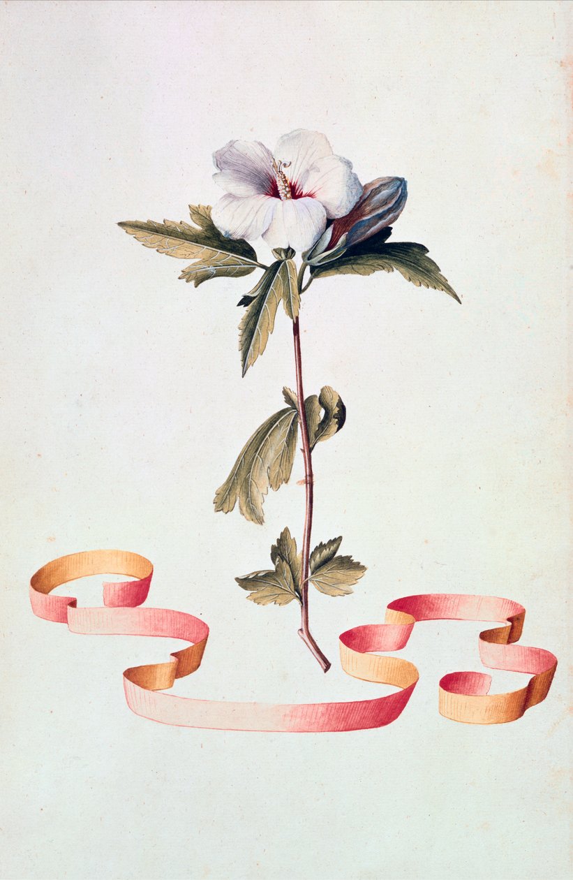 Vit Hibiscus av Georg Dionysius Ehret