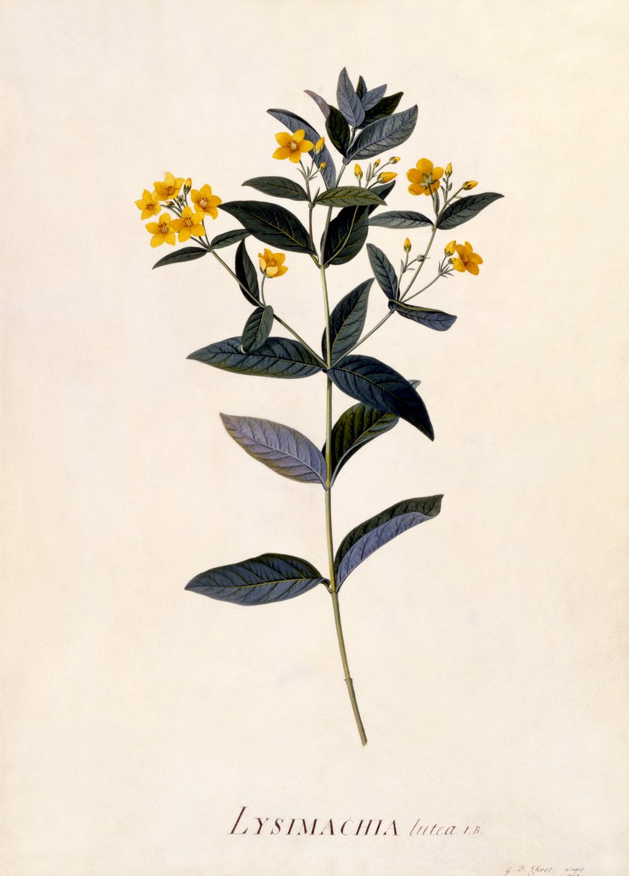 Yellow Loosestrife, c.1760 (handfärgad gravyr) av Georg Dionysius Ehret