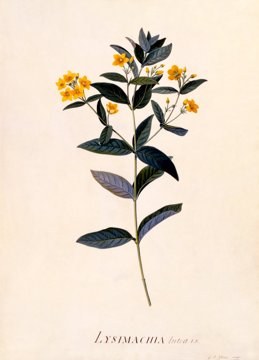 Gul Loosestrife, c 1760 handfärgad gravyr. av "Georg Dionysius Ehret