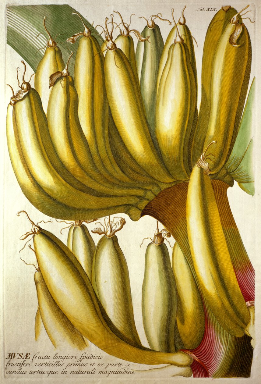 Young Bananas, från C. J. Trews "Plants Selected", 1750-73 av Georg Dionysius Ehret
