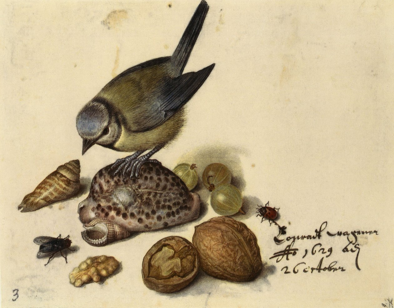 Stilleben med blåmes, snäckor, frukter och insekter, 1629. av Georg Flegel