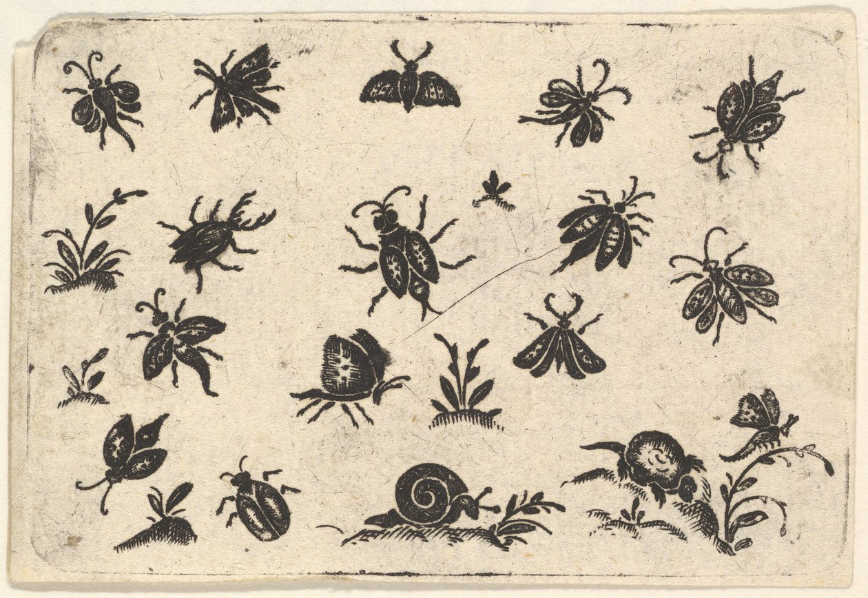 Små motiv av insekter och växter, 1596. av Georg Herman