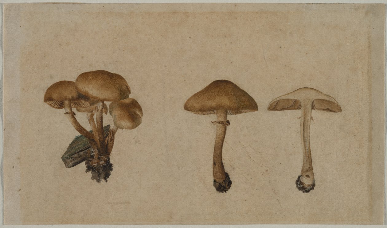 Svampar av Georg Wilhelm Baurenfeind