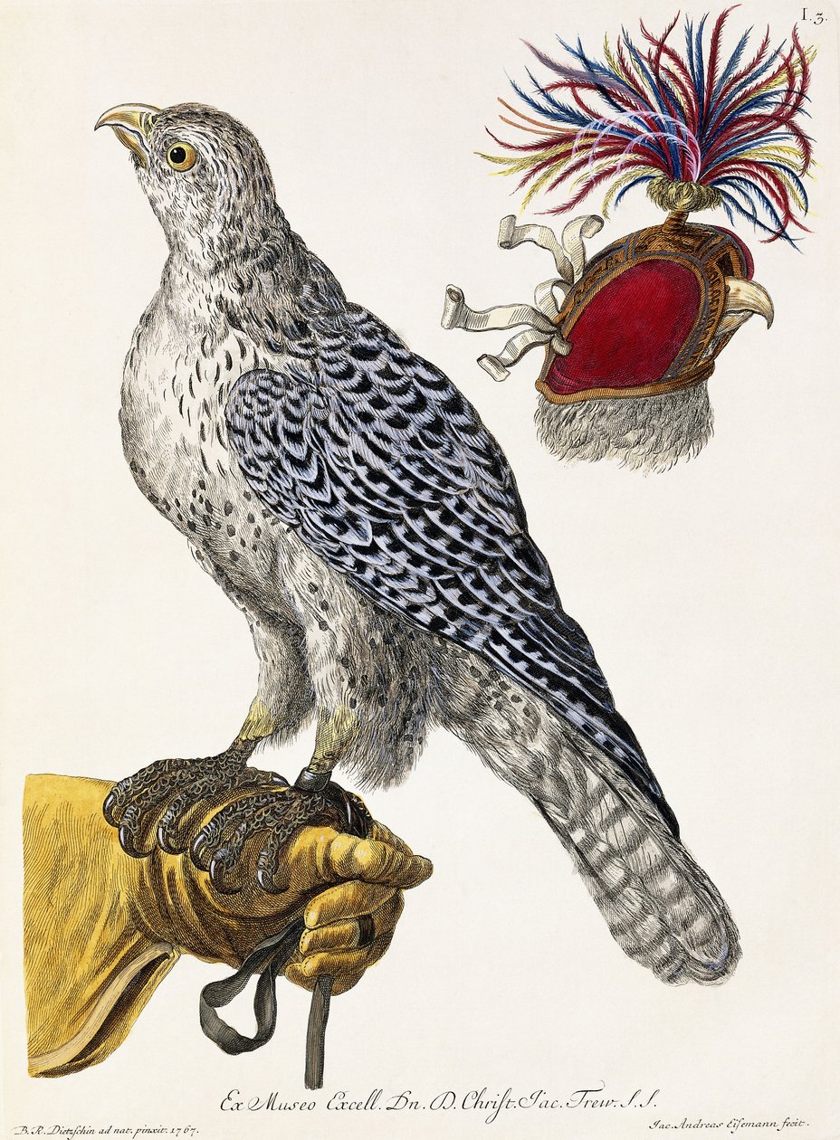 Falkenjakt, tavla 3, från "Naturens nöjen utvalda", 1771 av Georg Wolfgang Knorr