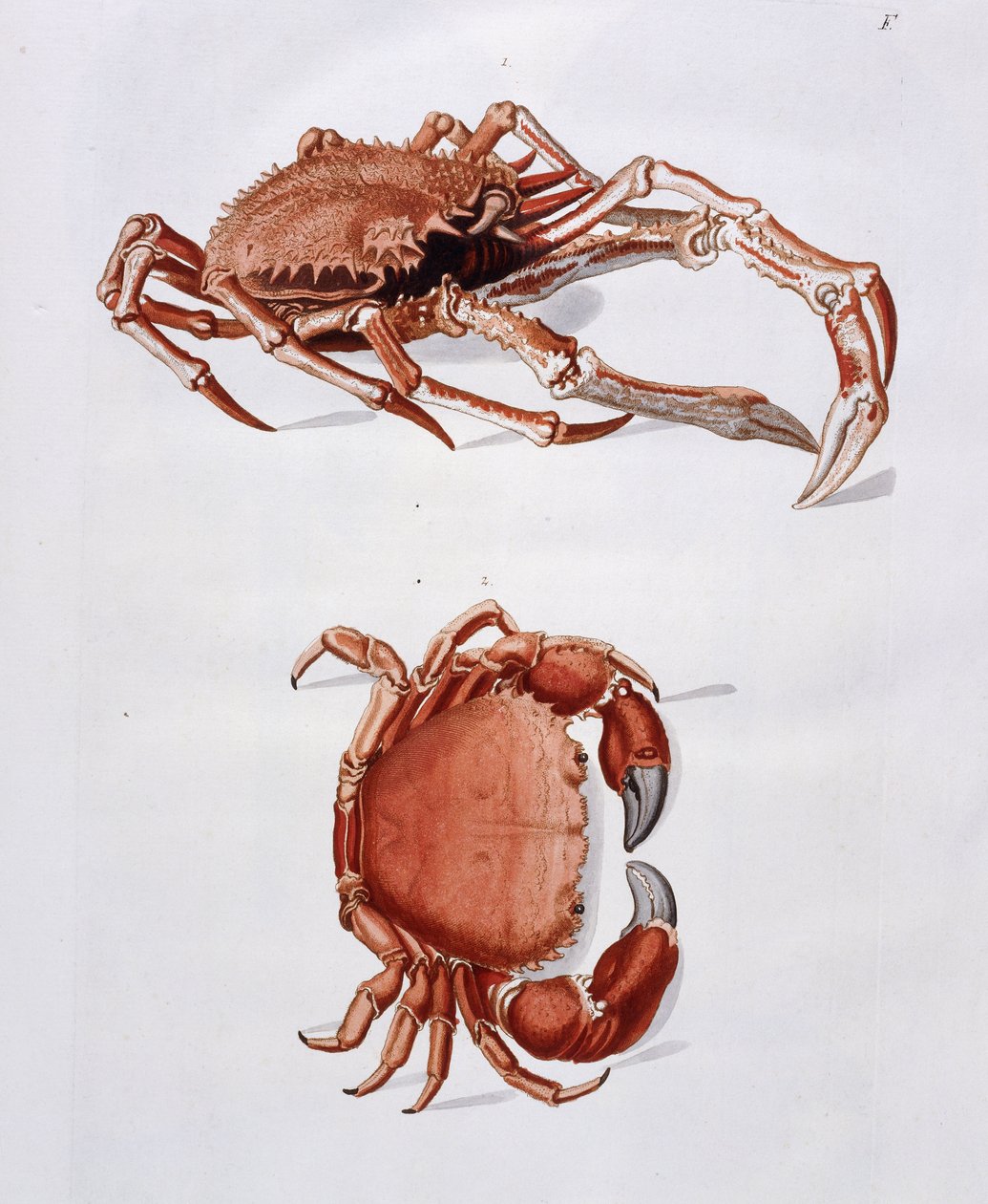 Illustration av hummer och krabba, av Georg Wolfgang Knorr