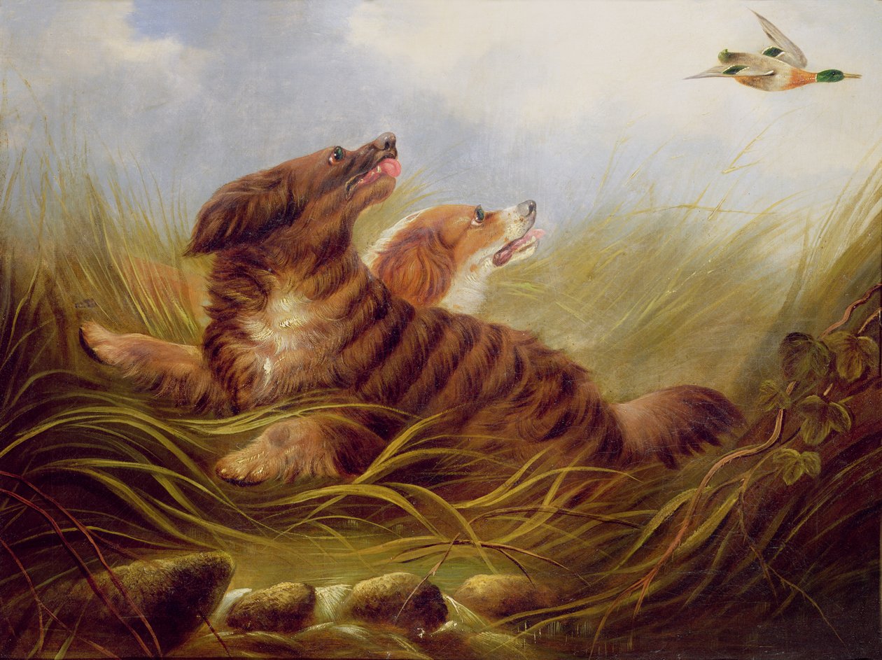Spaniels som slår av George Armfield