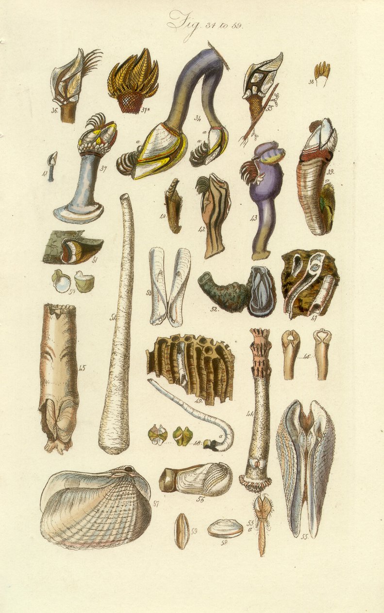 Conchological Manual Plate 2. Barnacle och andra skal av George B. Sowerby