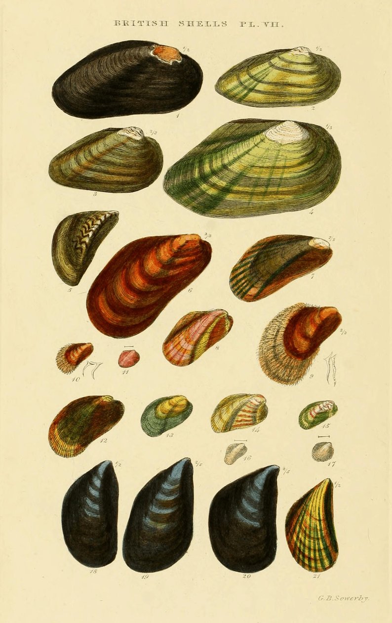  Illustrated Index of British Shells av George Brettingham Sowerby