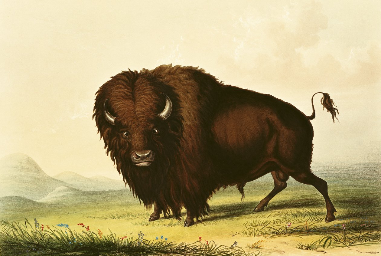 En bison, ca 1832 av George Catlin