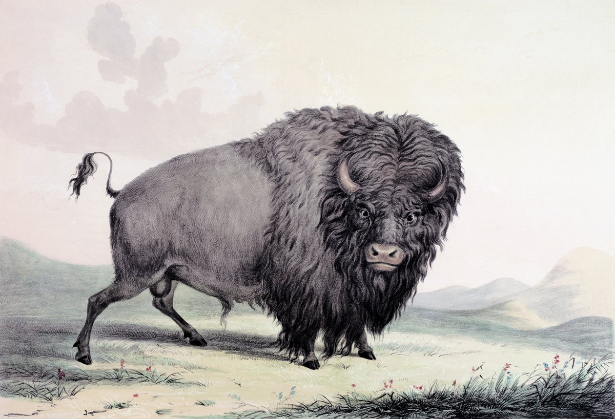 En bufeltjur som betar av George Catlin