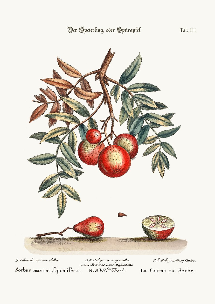 Apple-tjänsten, 1749-73 av George Edwards