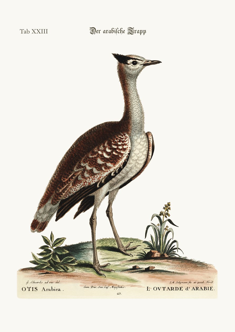 Den arabiska bustard, 1749-73 av George Edwards