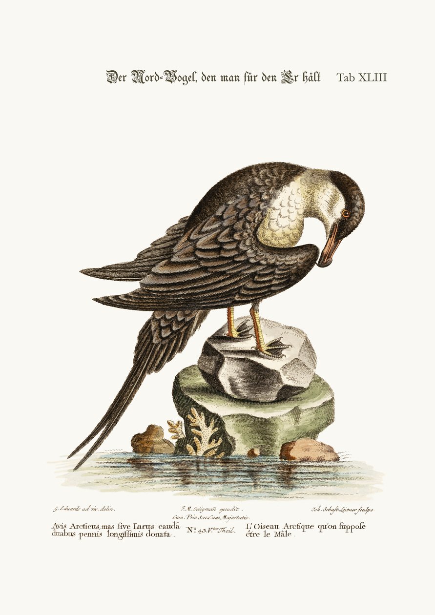 Fjällfågeln, tänkt att vara hanen, 1749-73 av George Edwards