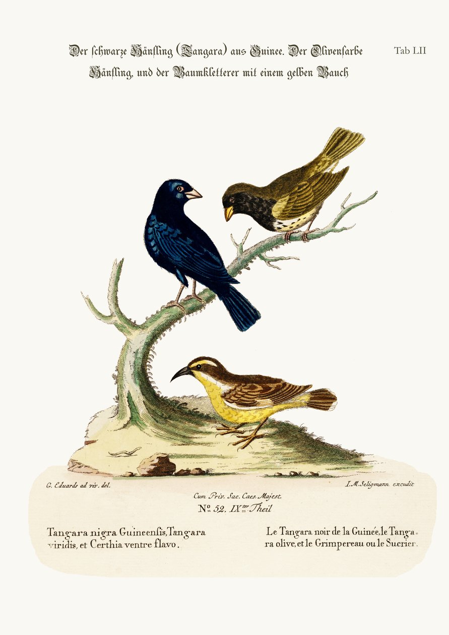 Det svarta linnet, det olivfärgade linnet och den gulbukiga rankan, 1749-73 av George Edwards
