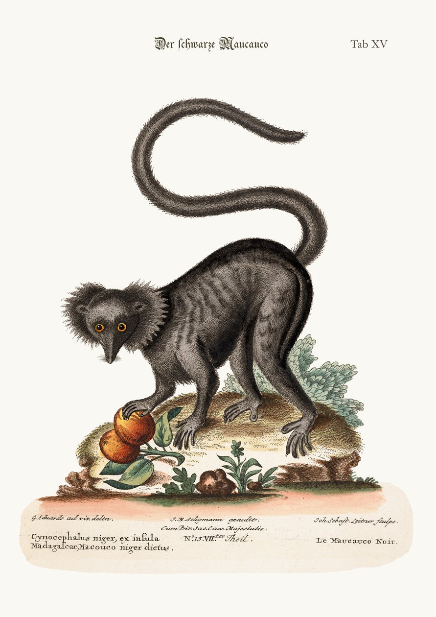 Den svarta Maucauco, 1749-73 av George Edwards