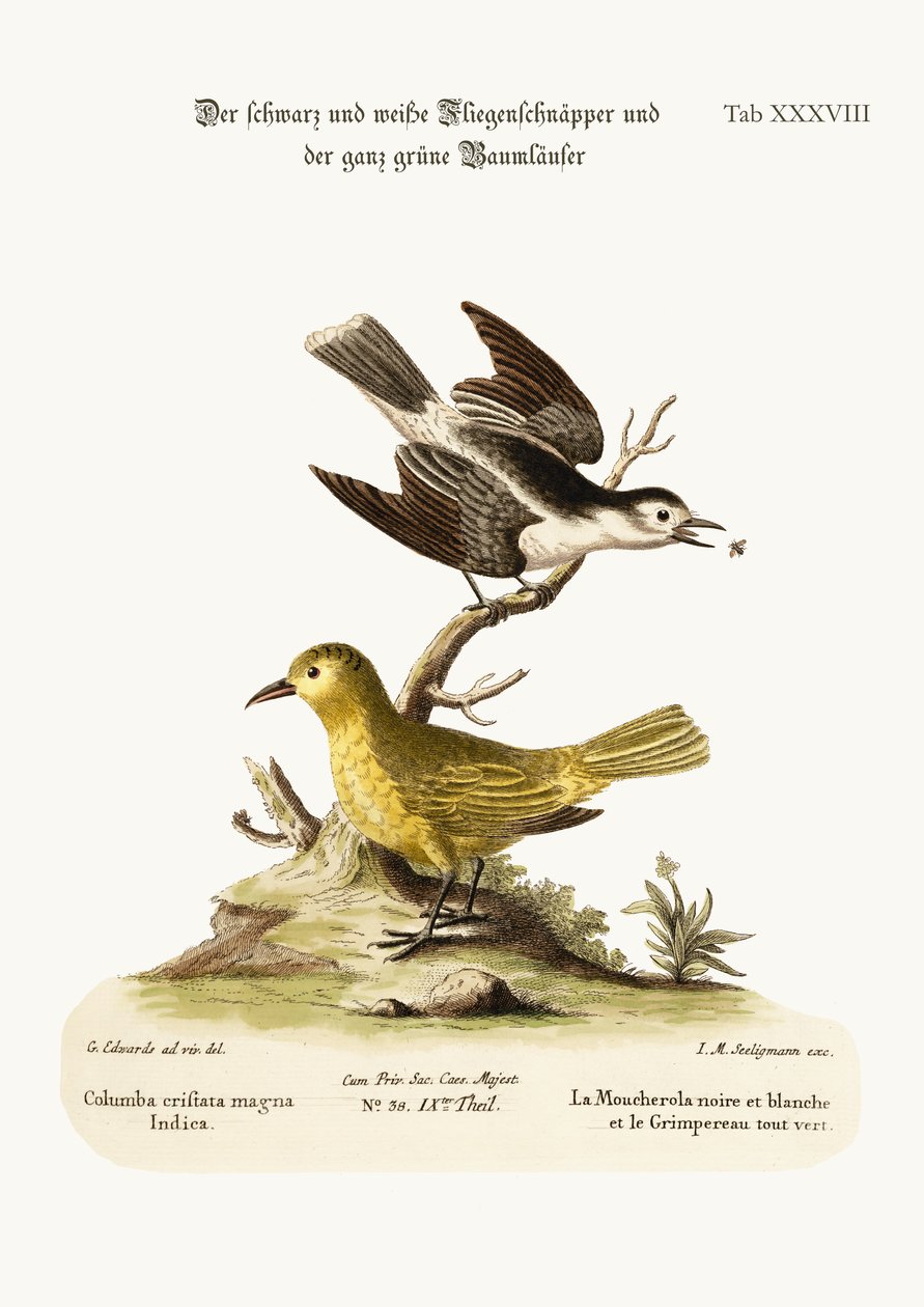 Den svartvita flugsnapparen och den helgröna rankan, 1749-73 av George Edwards