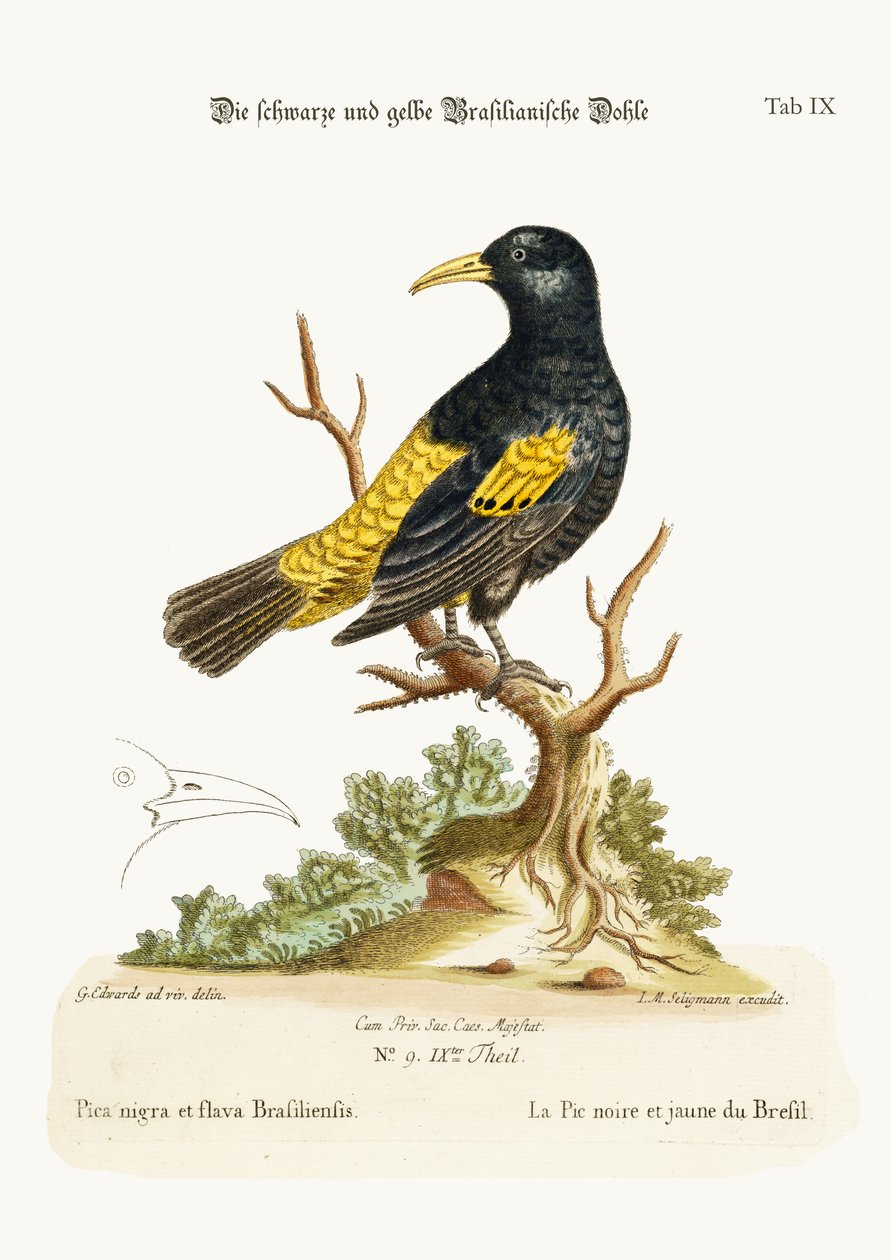 Brasiliens svarta och gula gryning, 1749-73 av George Edwards