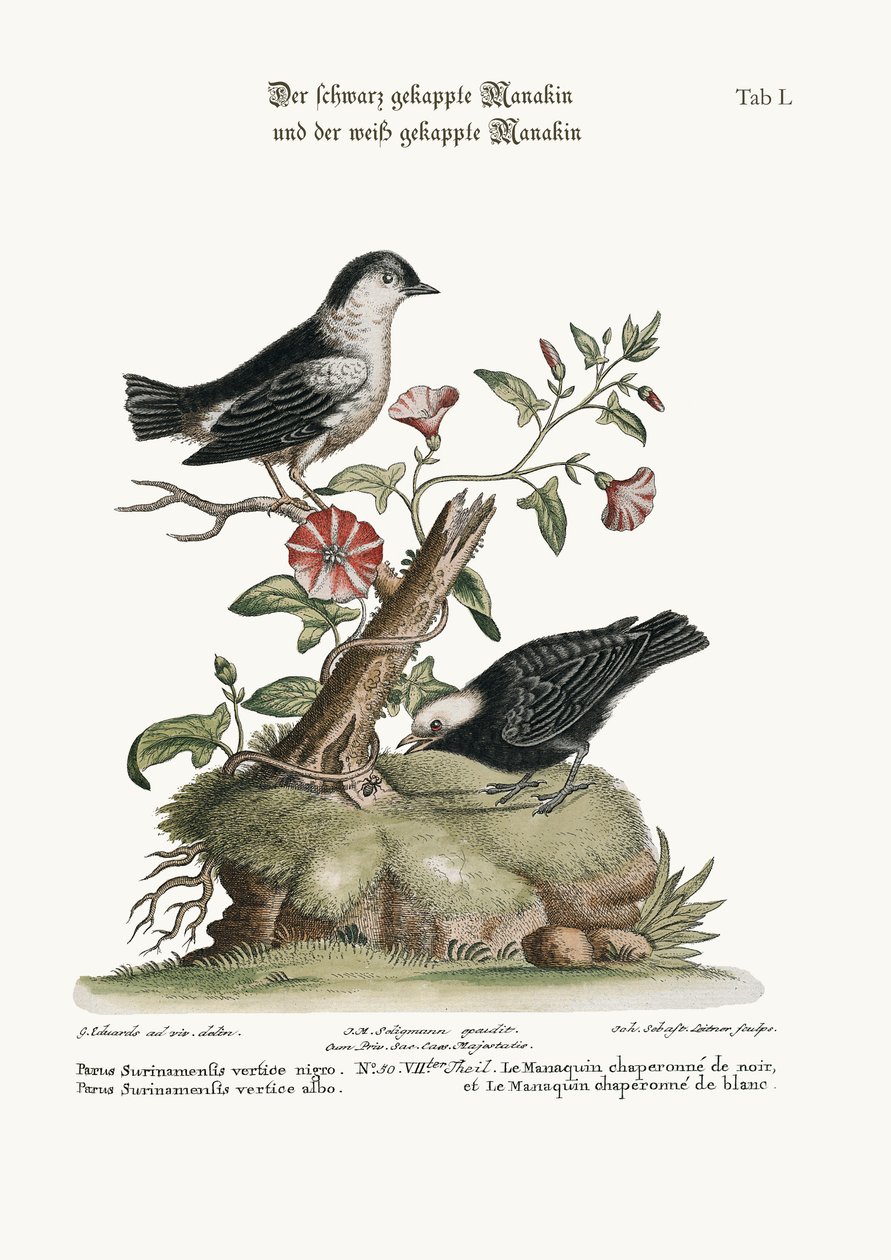 Den svarthuvade manakinen och den vithuvade manakinen, 1749-73 av George Edwards