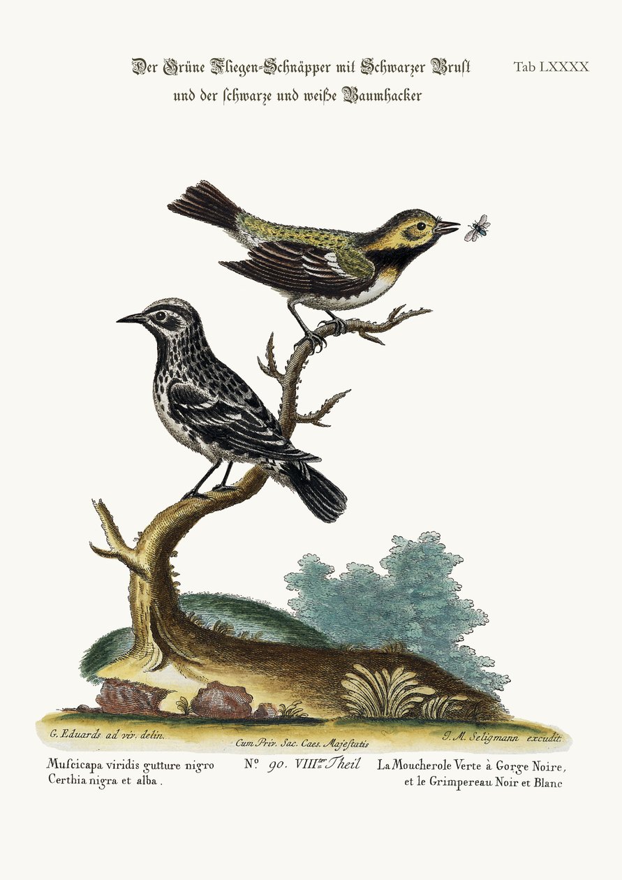 Den svartstrupiga gröna flugsnapparen och den svartvita rankan, 1749-73 av George Edwards