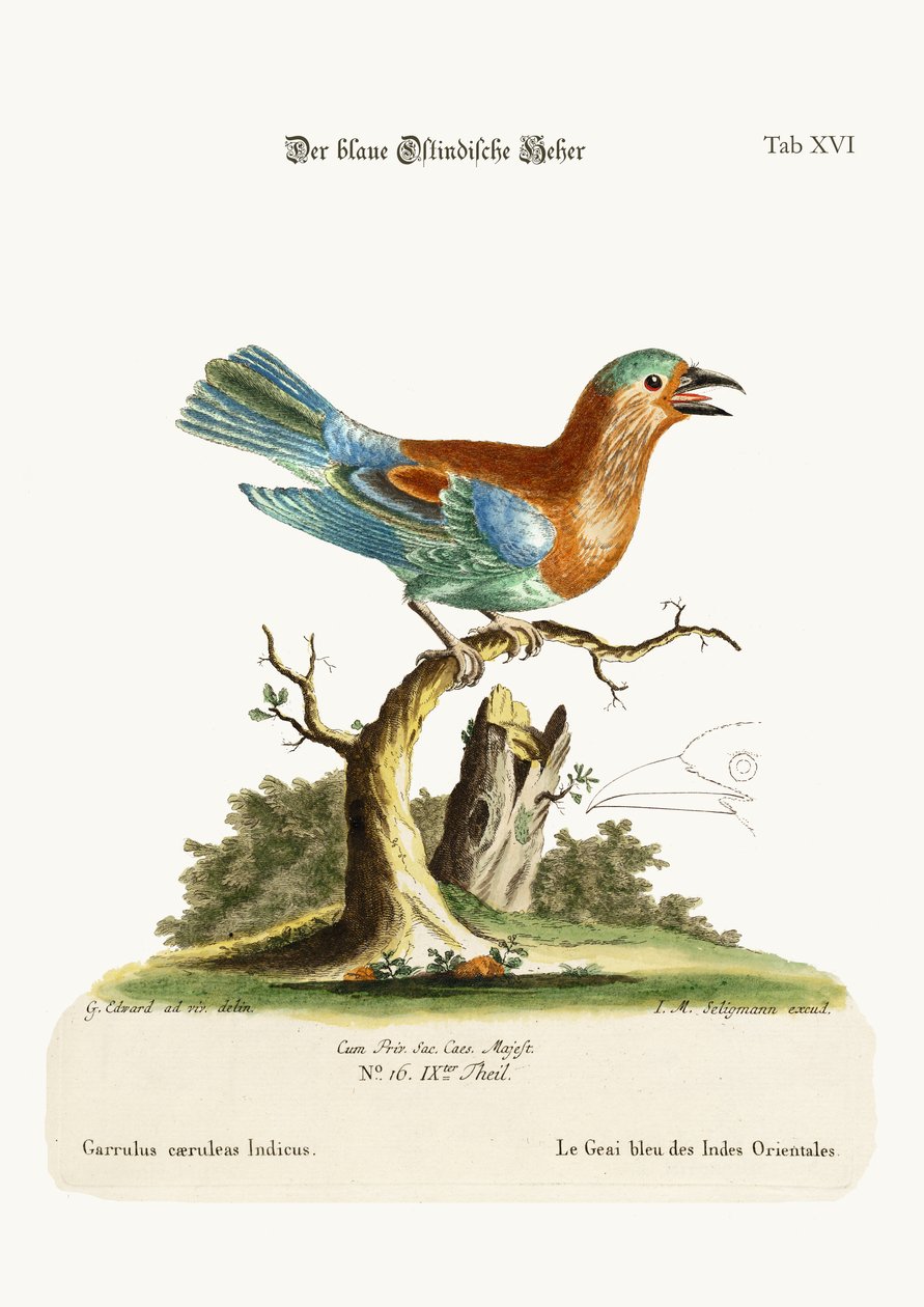 Blåhaken från Ostindien, 1749-73 av George Edwards