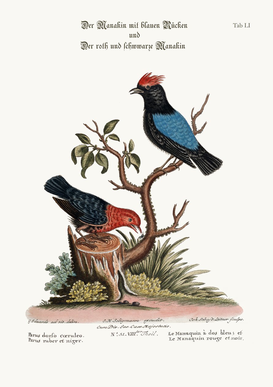 Den blåryggade Manakin, och den röda och svarta Manakin, 1749-73 av George Edwards