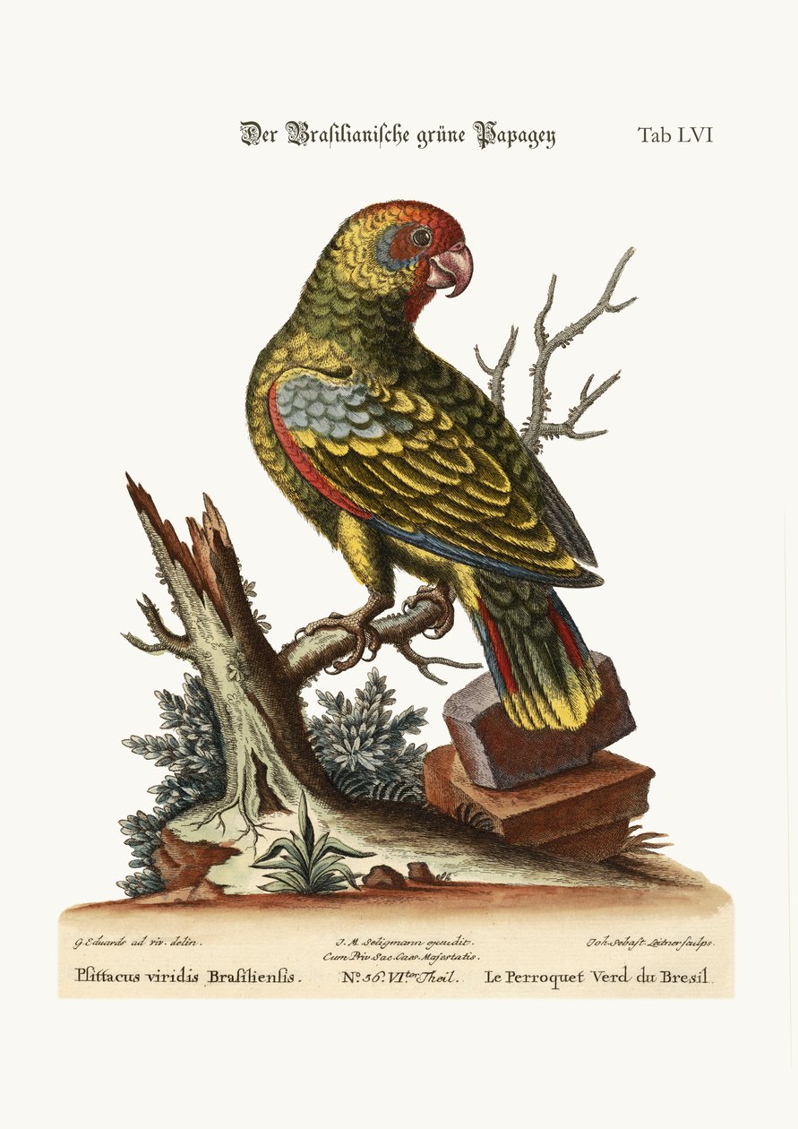 Den brasilianska gröna papegojan, 1749-73 av George Edwards