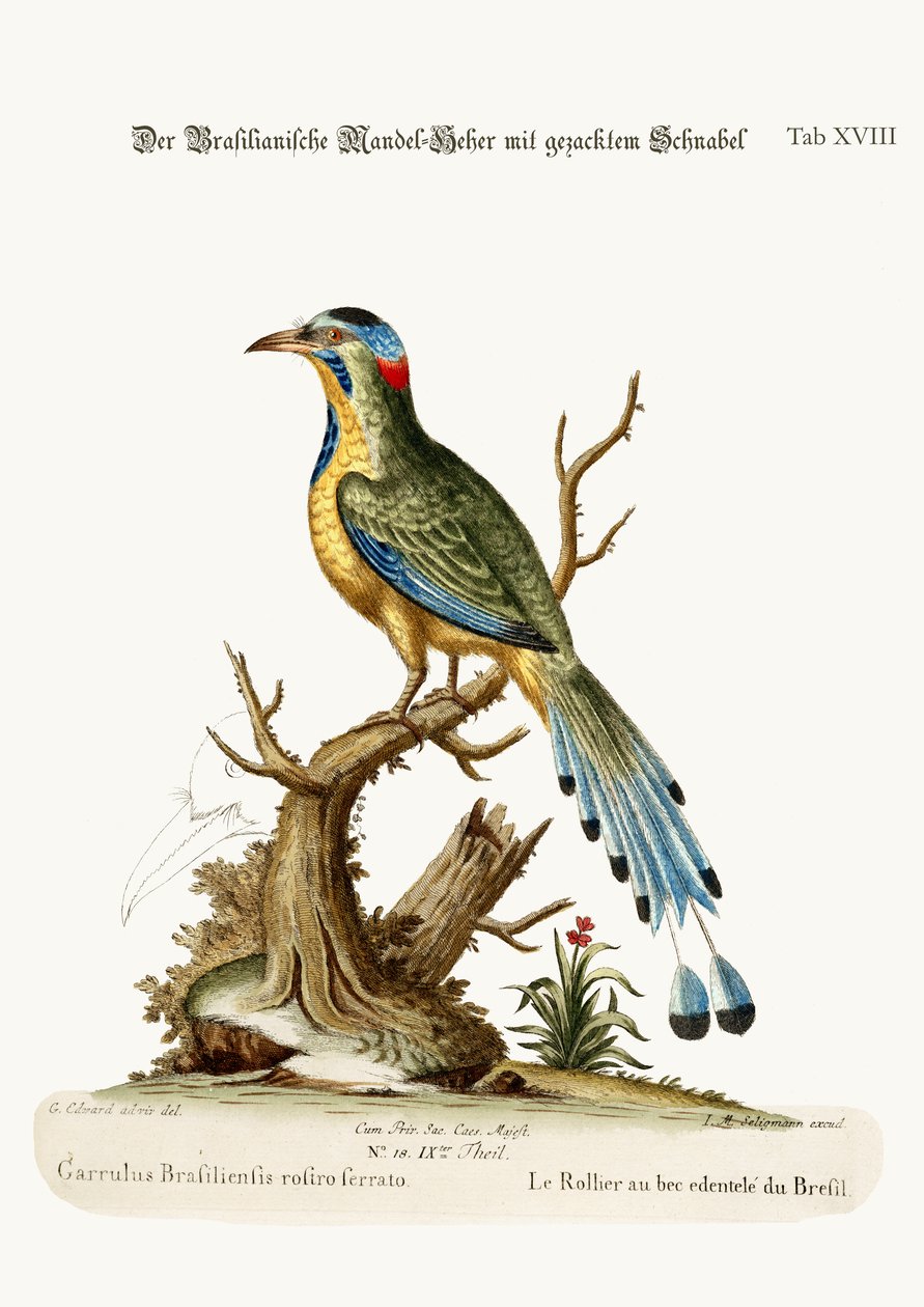 Den brasilianska sågsnäppan, 1749-73 av George Edwards