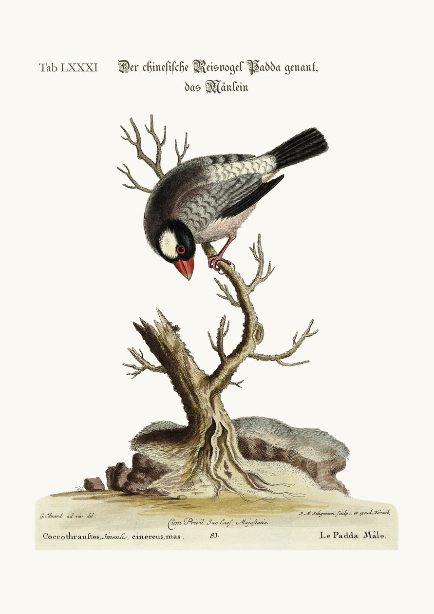 Cock Padda eller risfågel, 1749-73 av George Edwards