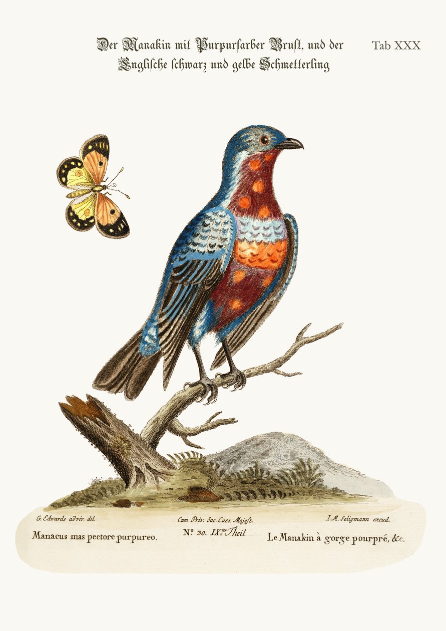 The Cock Purple-breasted Manakin, 1749-73 av George Edwards