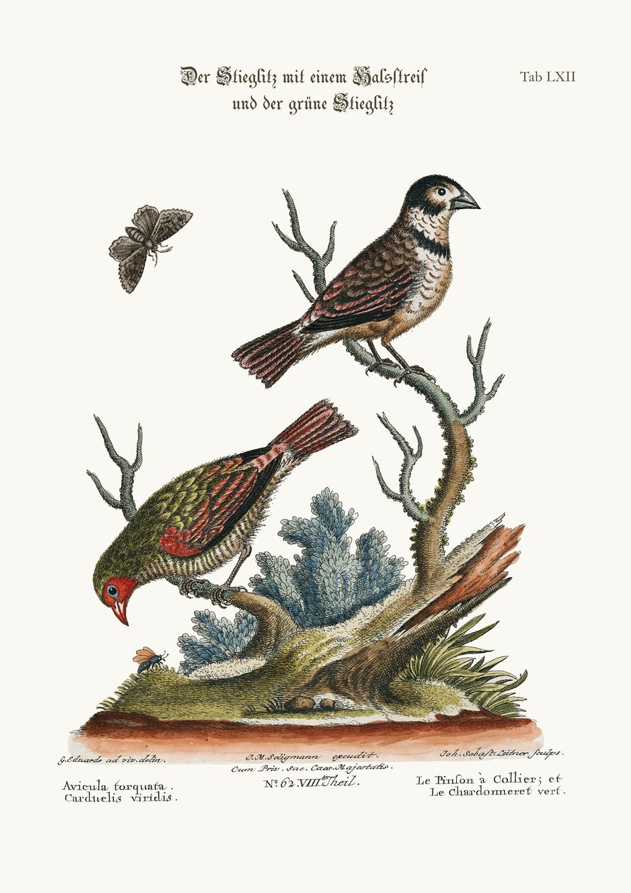 Collared Finch, and the Green Goldfinch, 1749-73 av George Edwards
